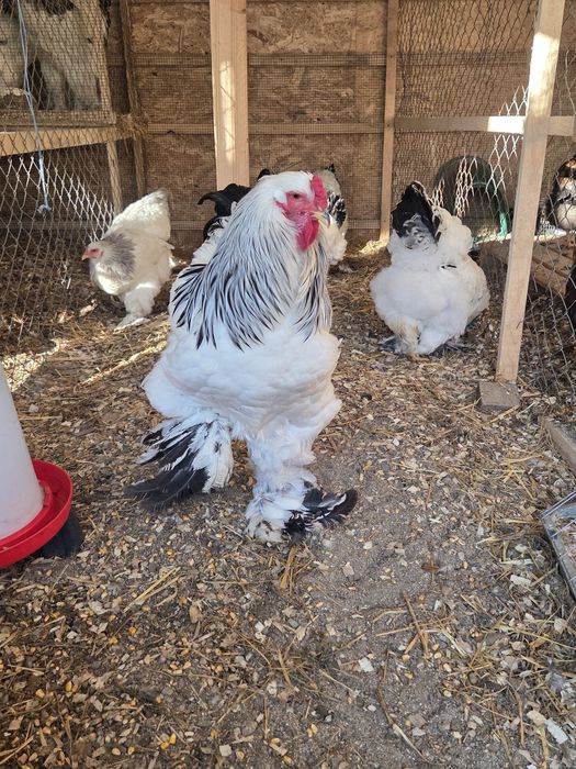 Oua incubat Brahma HD și Australorp disponibile
