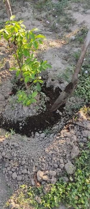 Гунг куйдирилган тозаси сифат доставка Сирдарё буйлаб