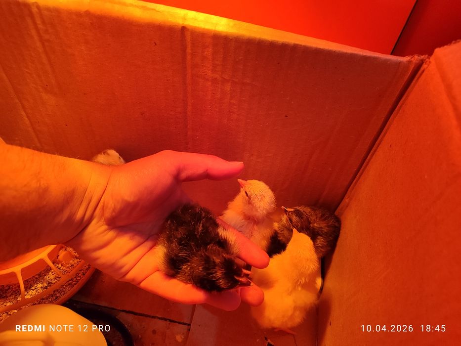 Жужа 1 кунлик узимники хонаки кора товукларни жужалврихам бор