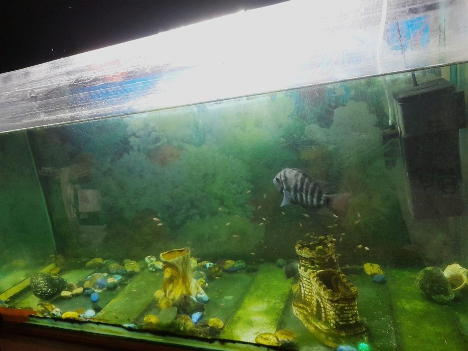 Аквариум с рыбками