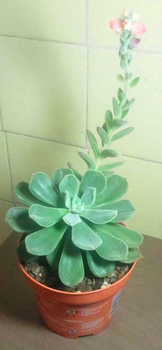 Продам. Эхеверия - каменная роза.