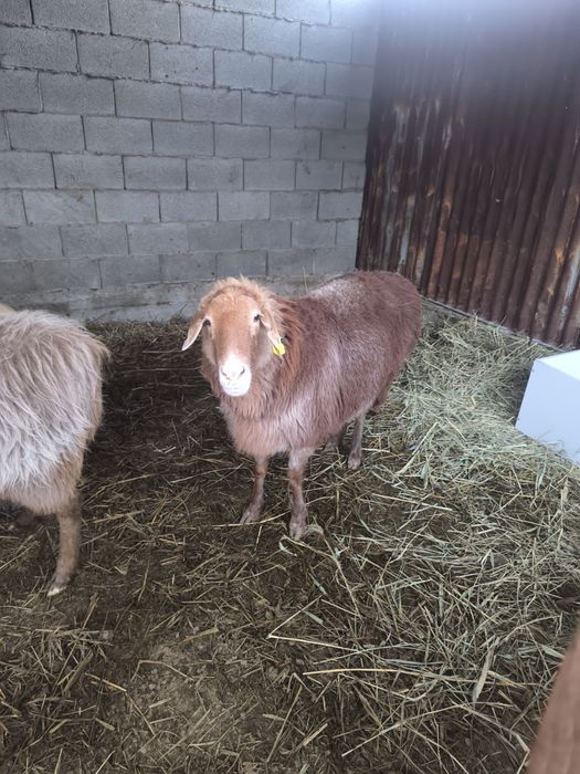 Срочно срочно Саулық үлкен қой қошқармен