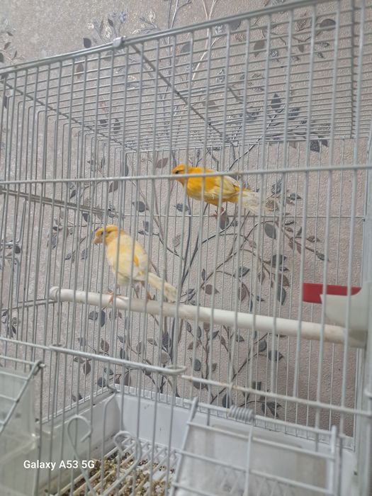 Kanarekala sotiladi.