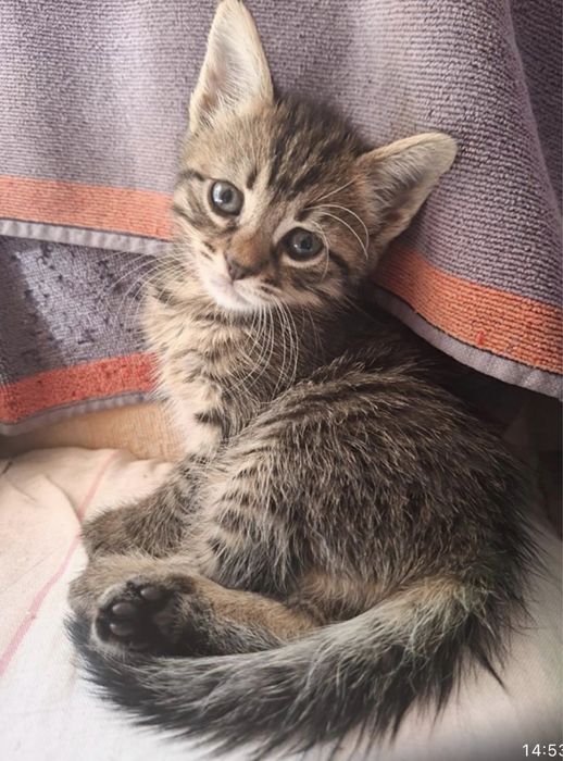 Отдаем очаровательных котят