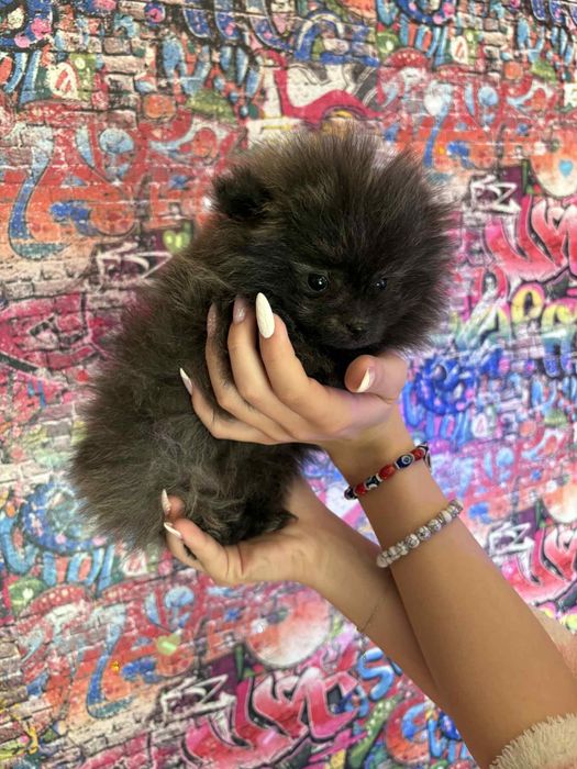 Померани момче и момиче