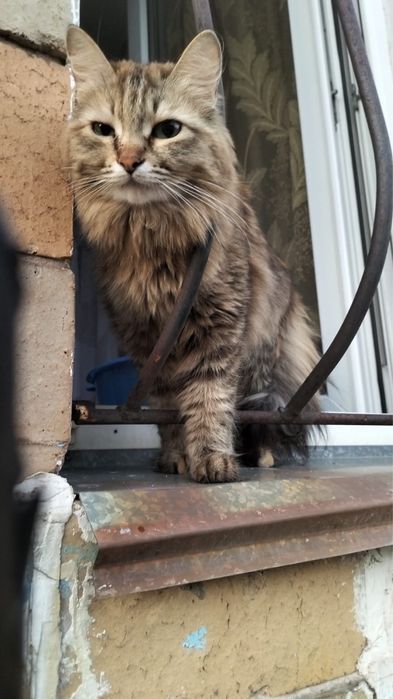 Кошка добрая и ласковая, очень умная