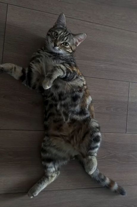 Отдам даром кошку