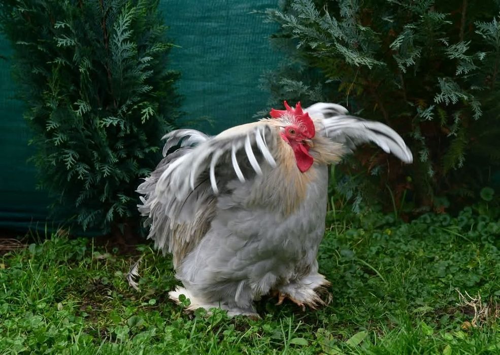 Cochinchina pitic lavandă