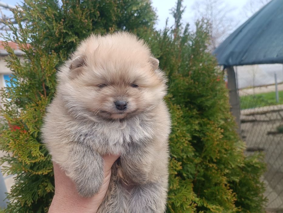 Померан/Померани