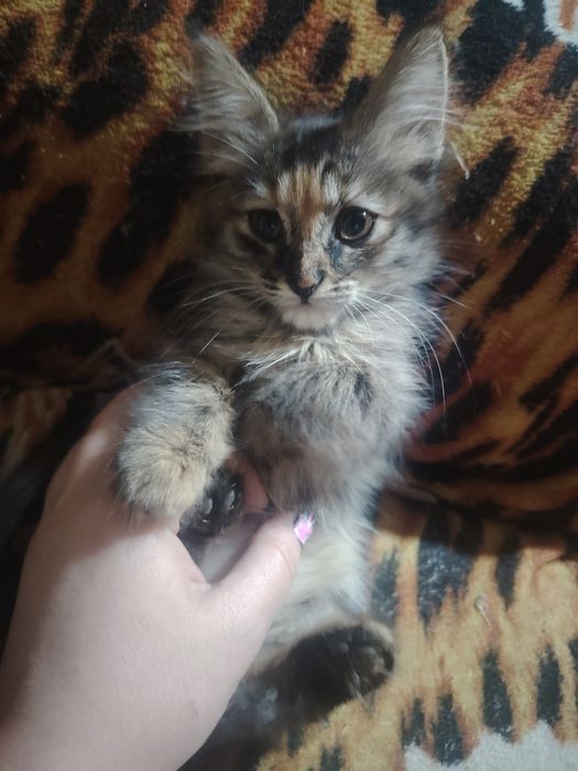 Маленькие милашки ищут заботливых хозяев