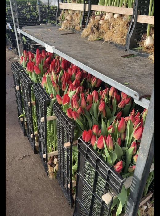 Тюльпаны предзаказ оптом к 8 марта