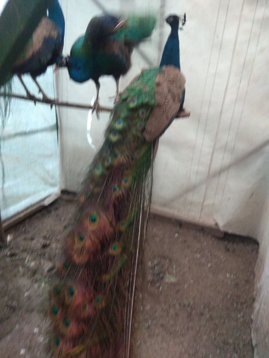 Спешно! Продавам тригодишни пауни два   мъжки и един женски      250 е