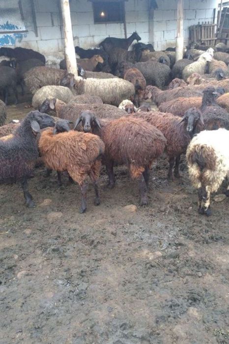 қошқарлар, қойлар, қозылар курдючные