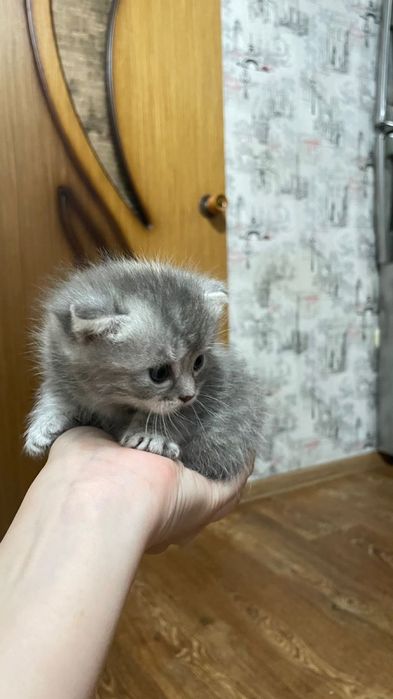 Продам котят породистые