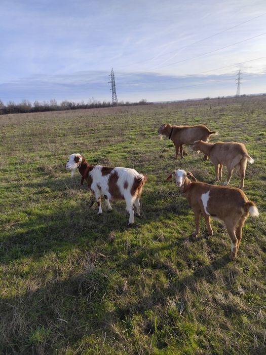 Vând o capră românească(3ani ) și o iediță rasă mixtă ambele gestante.