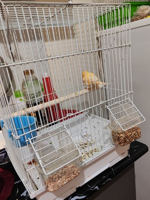 Канарейкамиз 250 минг 1дона