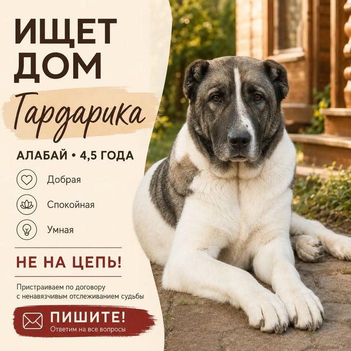 Алабайка метис ищет дом. Девочка, стерилизована.