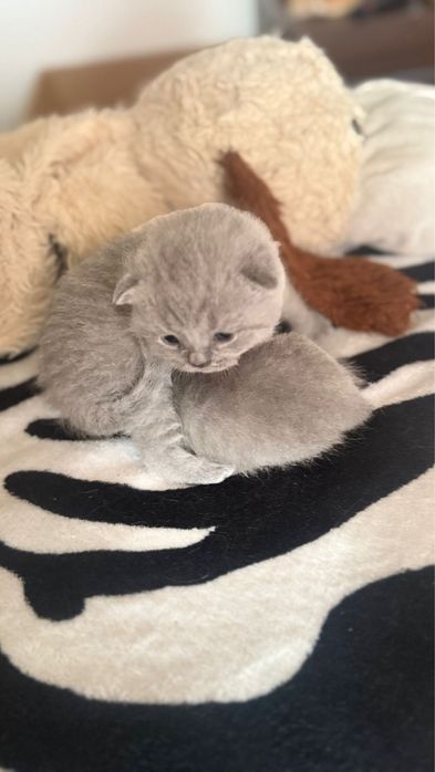 Pui de pisică British Shorthair & Scottish Fold – rasă deosebită