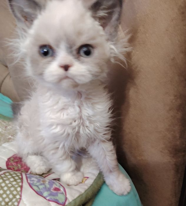 Селкирк Рекс кудрявые котята