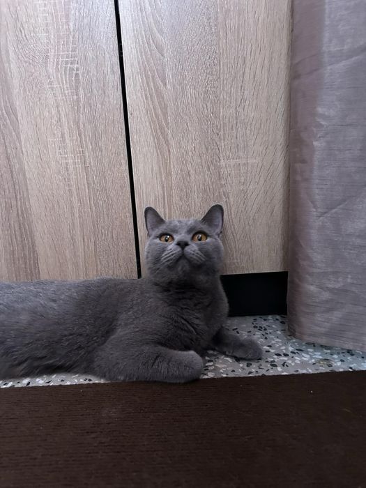 Британска котка. Уникална