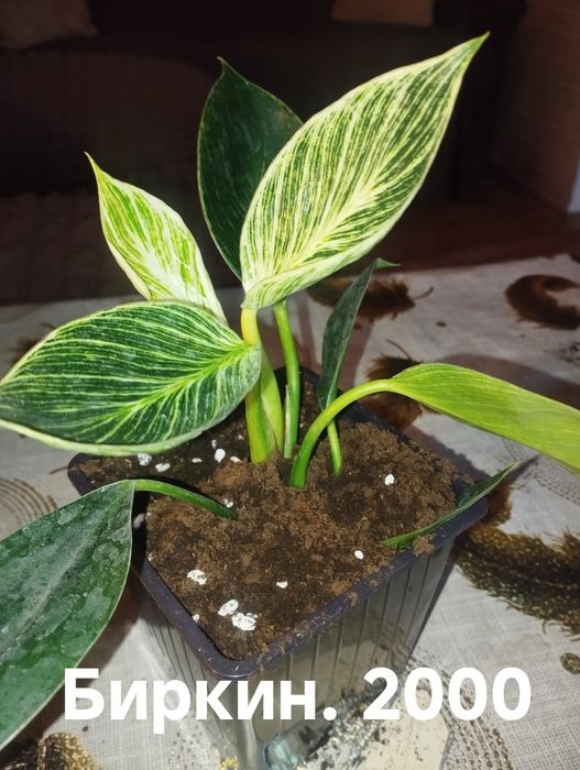 Продам комнатные растения Бегонии