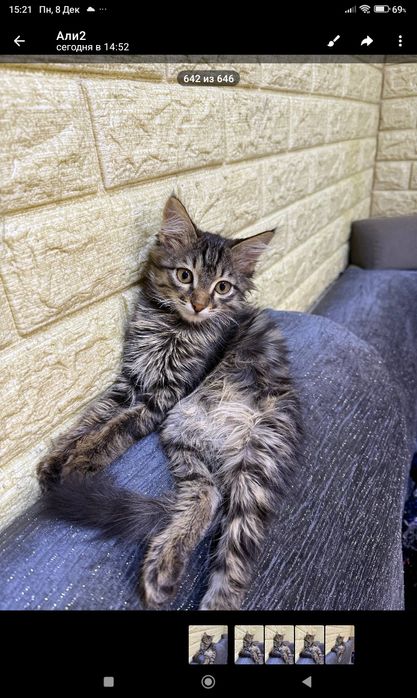 Отдам даром котенка