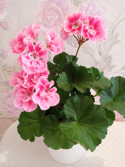 Продам роскошную королевскую герань.