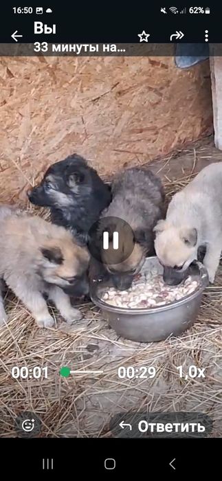 В добрые руки  щеночки