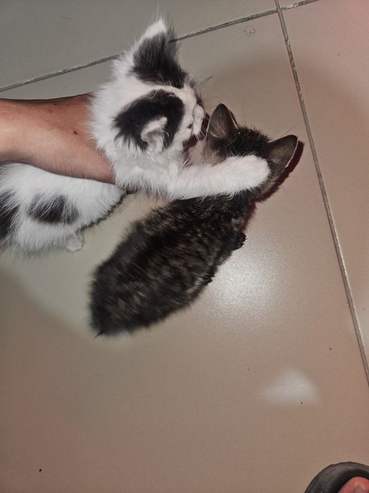 Котята отдам даром
