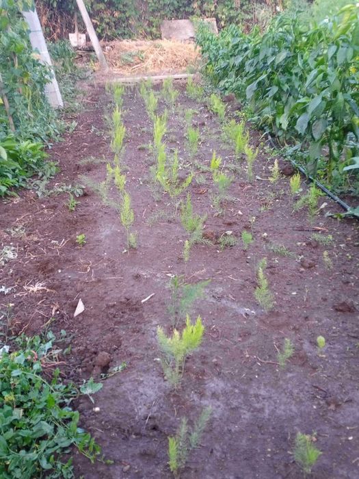 Едногодишен разсад АСПЕРЖИ