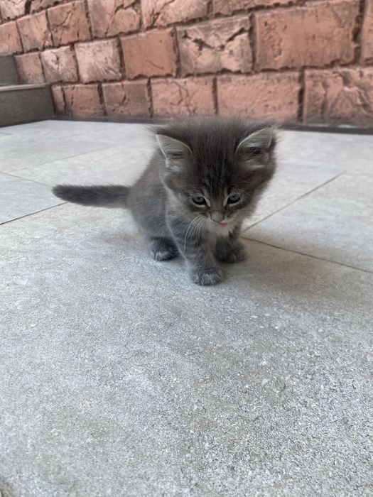 Кошка продоётся