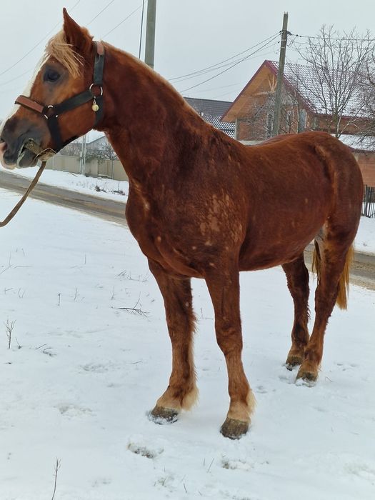 Schimb mînz de 2 ani cu iapă