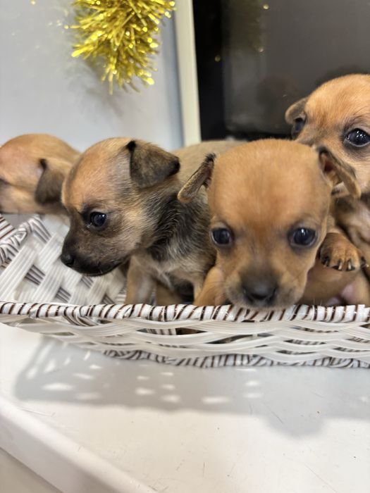 Мини тойтерьер  бронирование