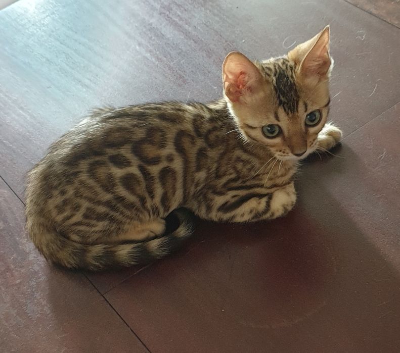 Бенгальские котята