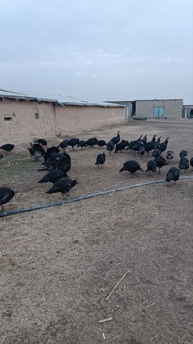 Induk. Kurkalar sotiladi 50 ta bor narxini kelishamiz