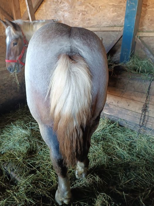 De vânzare mânz semigreu