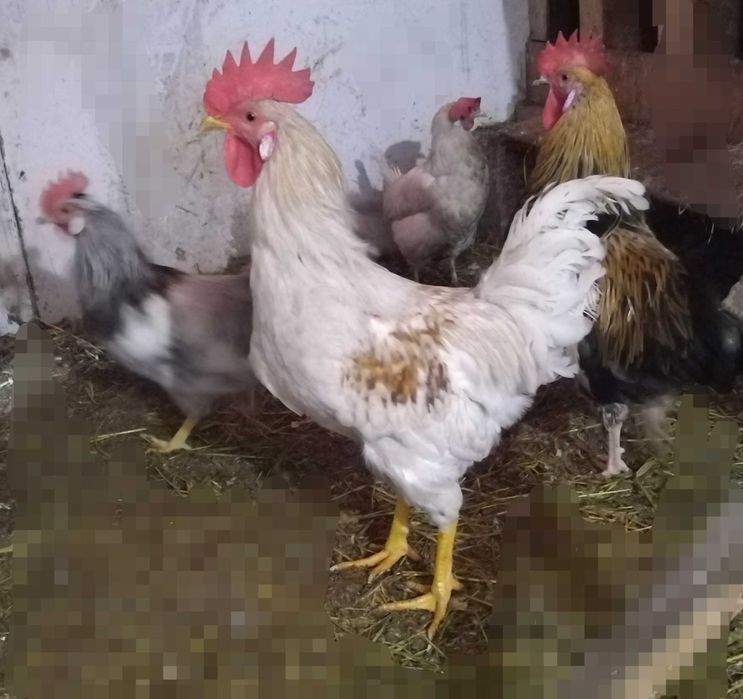 Продам молодых петушков.