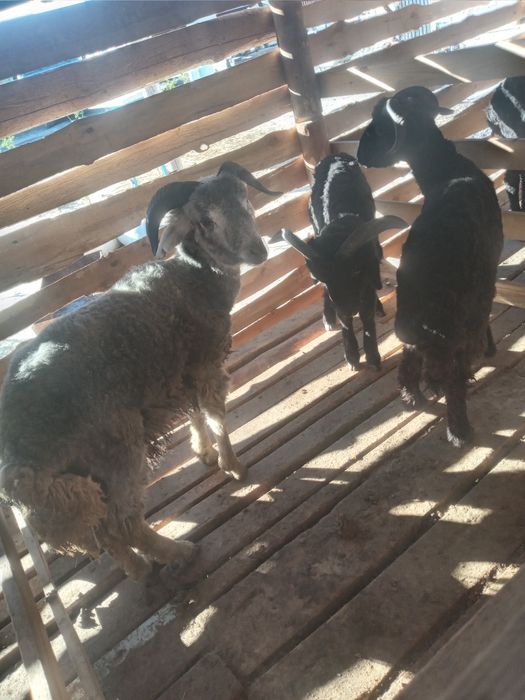 Қой тоқты семіз сатылады