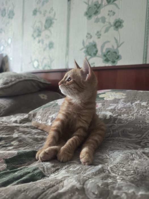 Котенок в добрые руки
