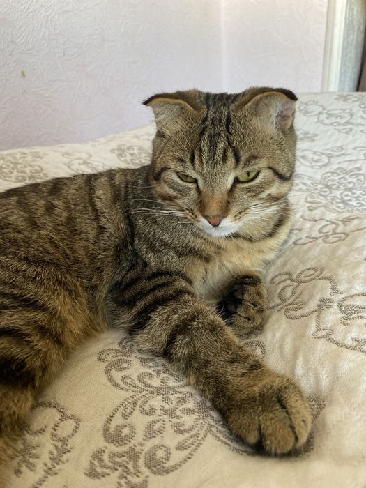 кошка ищет новый дом