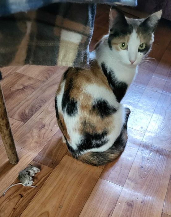 Отдам котят в хорошие руки