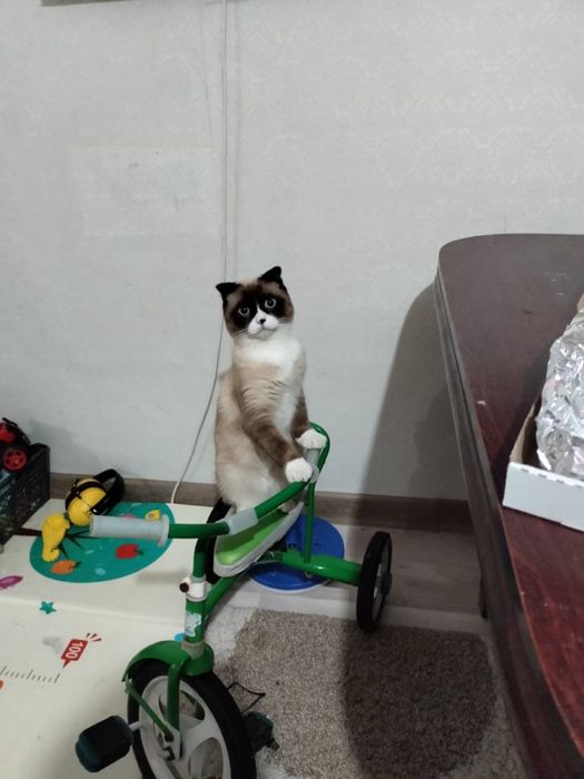 Отдам кота в добрые руки