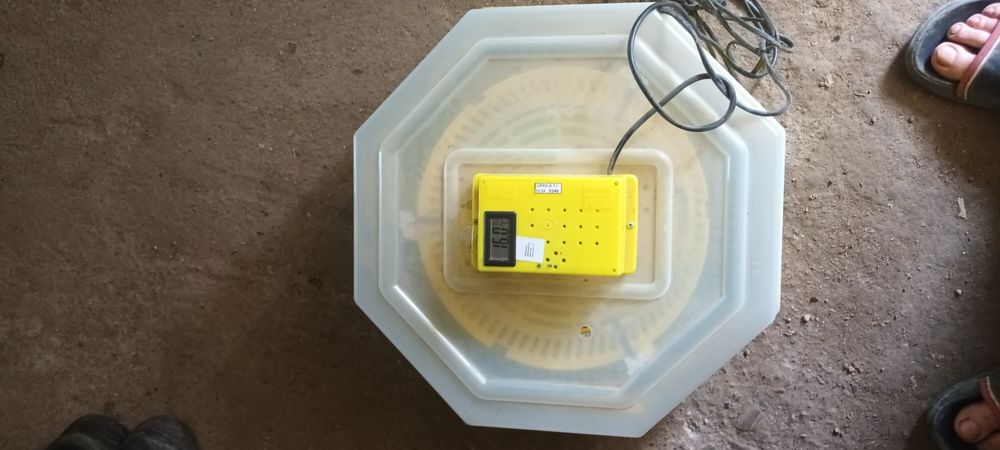 Icubator clio 50 oua
