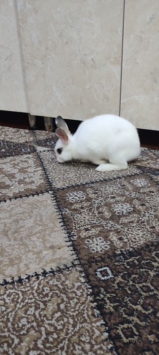 Кролик декоративный quyonla sotiladi