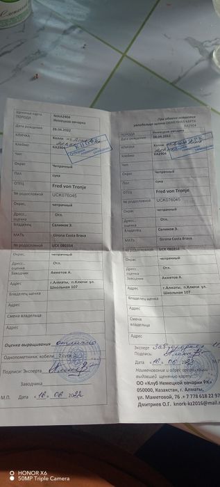 Немецкая овчарка