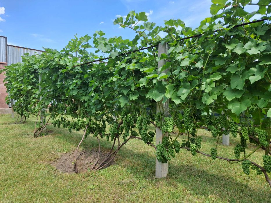 Саженцы винограда