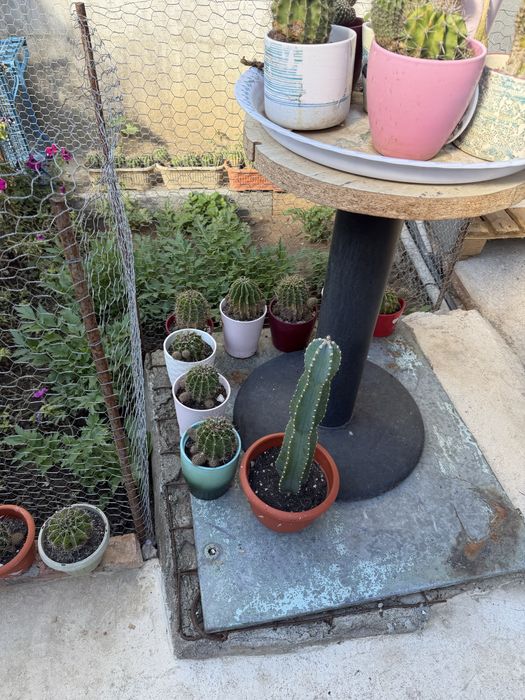 Cactusi, diverse marimi si sortimente