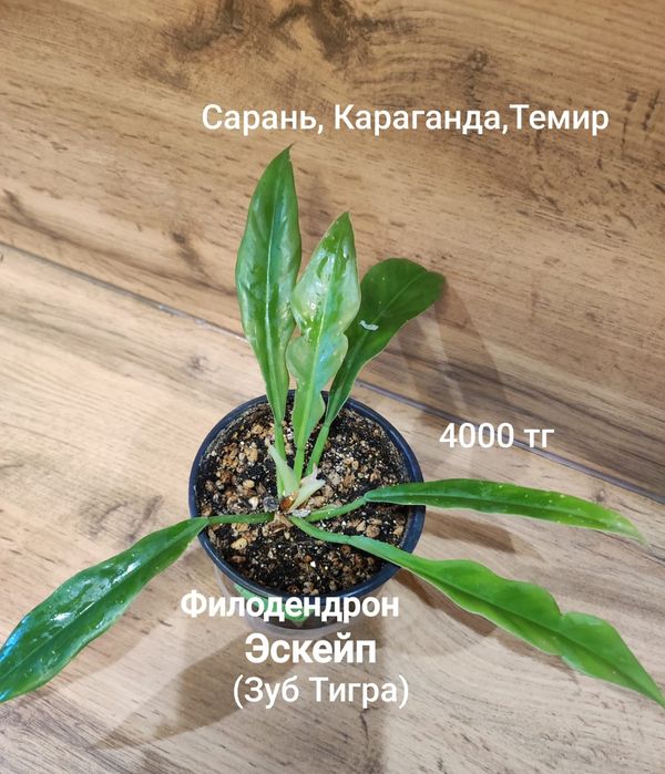 Филодендрон филодендрон