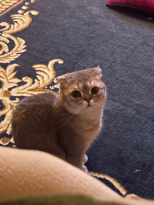 Шотландский вислоухий кот (Scottish Fold) ищет новый дом