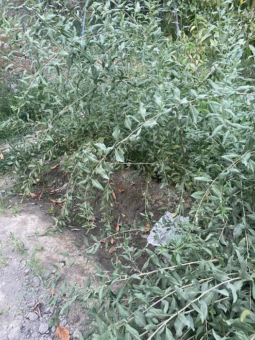 это самый лучший размер 1,50  двух годичный.